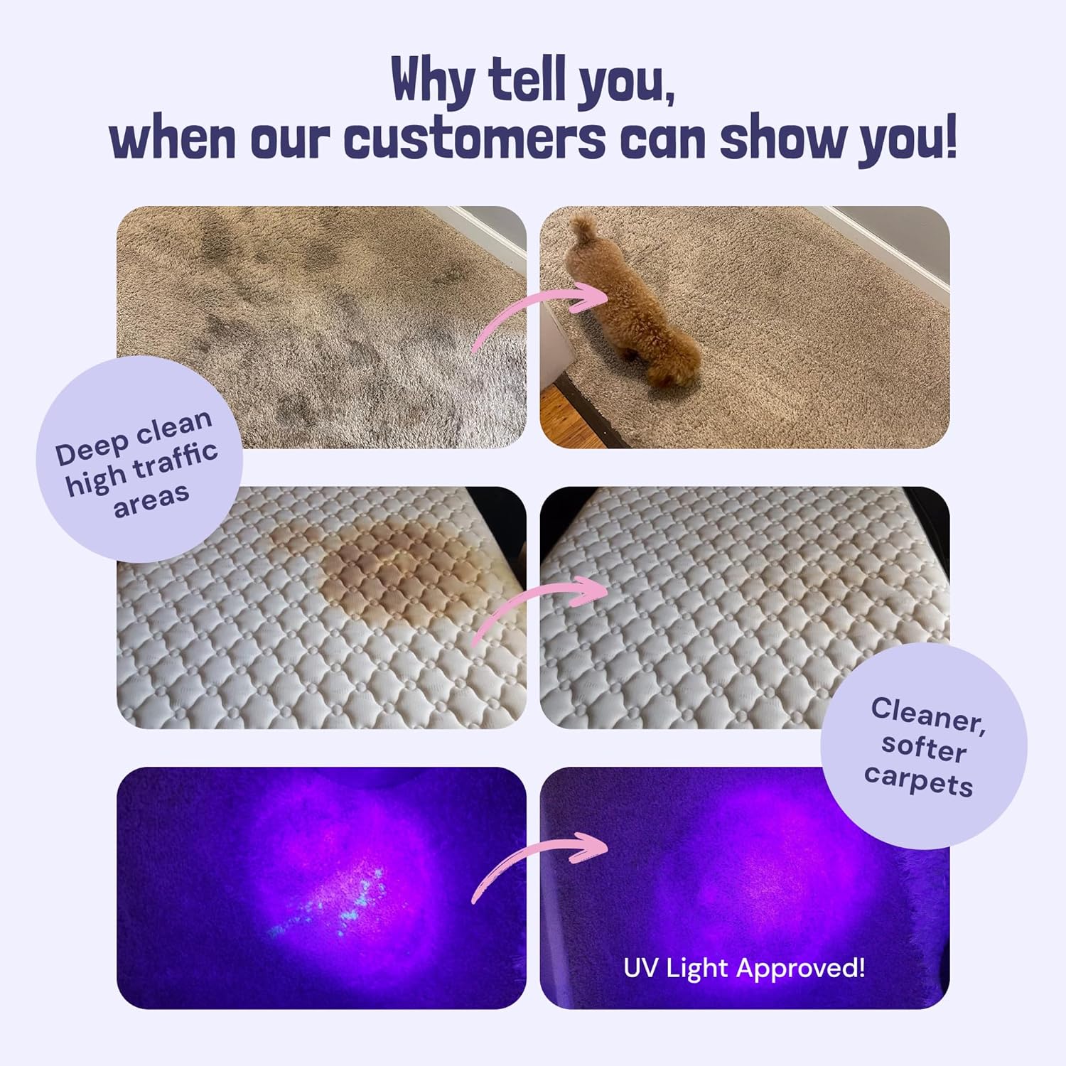 Sunny & Honey Carpet Cleaner Solution - 32 Fl Oz, Light Lavender - Deep Stain Remover & Odor Deodorizer - Pet Carpet Cleaner & Rug Shampoo